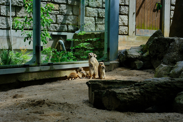 Cikebo Mini Zoo Majalengka. Foto hanya ilustrasi, bukan tempat sebenarnya. Foto: dok. Unsplash/Chuus Fluus