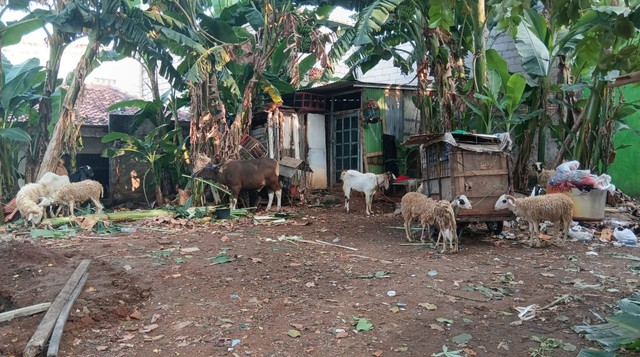 Hewan Qurban DT Peduli yang akan disembelih di Kawasan Penggilingan, Cakung, Jakarta Timur (Sumber : DT Peduli)