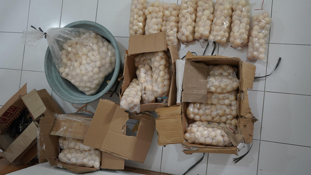 1.950 butir telur penyu dibagi menjadi 4 kardus yang berhasil diamankan oleh KKP. Foto: Istimewa.