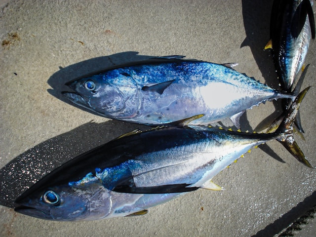 Rekomendasi Tuna Kaleng. Foto hanya ilustrasi. Sumber foto: Unsplash/Sean