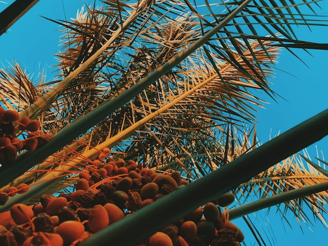 Ilustrasi: apa itu cpo, Photo by زياد . on Unsplash