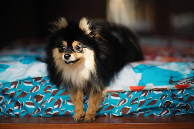 Ilustrasi Anak Anjing. Foto: Pexels