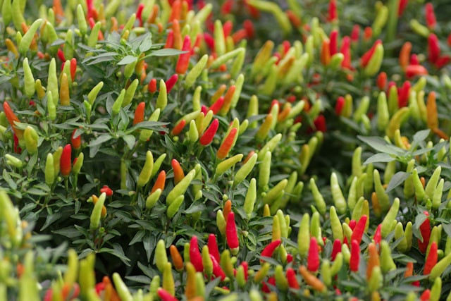 Ilustrasi untuk Cara Menanam Cabe dari Biji. Sumber: Unsplash/Naoki Suzuki