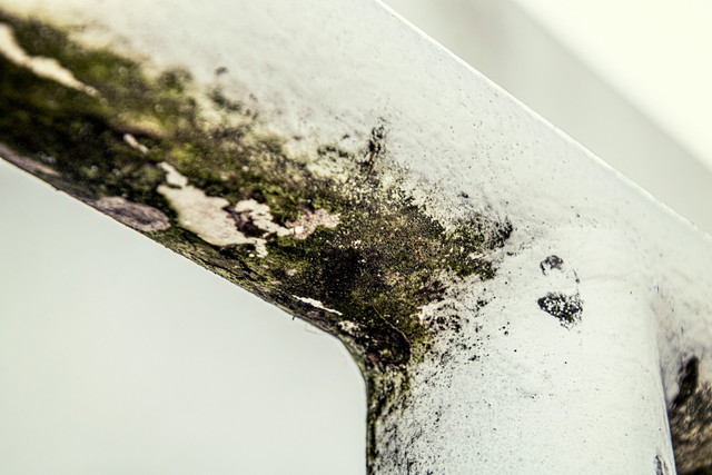 Cara Membersihkan Jamur di Tembok. Sumber Unsplash Michael Schaffler