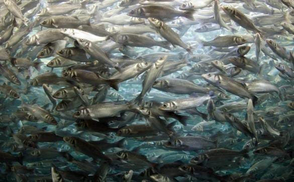 Ilustrasi ikan patin yang dibudidayakan di Sumsel/Dokumen Kumparan.