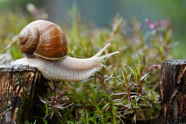 Ilustrasi Cara menghilangkan bau lumpur pada tutut. Foto: Pixabay.com/azeret33