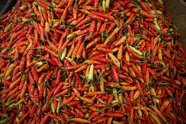 Cabai yang dijual oleh pedagang di Pasar Senen, Jakarta, Jumat (20/6/2025). Foto: Iqbal Firdaus/kumparan
