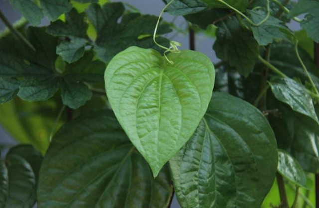 Ilustrasi manfaat daun sirih untuk kesehatan tubuh/Dokumen Kumparan.