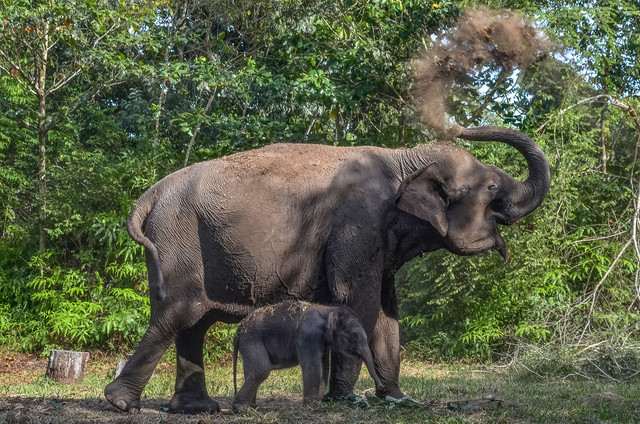 Induk gajah Sumatera bersama bayi nya saat berada di Taman Nasional Tesso Nilo, Pelalawan, 3 Desember 2021. Foto: Wahyudi / AFP