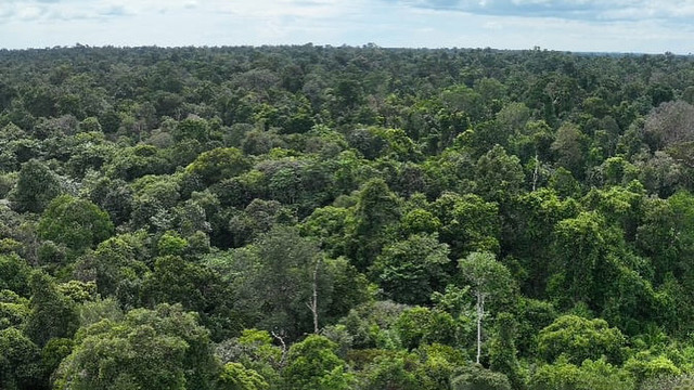Hutan Alam Taman Nasional Tesso Nilo. Foto: Instagram/@btn_tessonilo