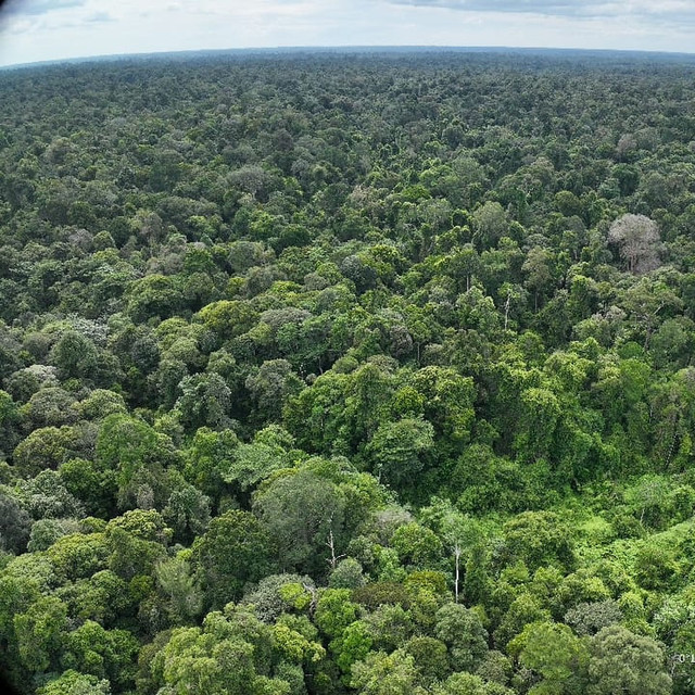Hutan Alam Taman Nasional Tesso Nilo. Foto: Instagram/@btn_tessonilo