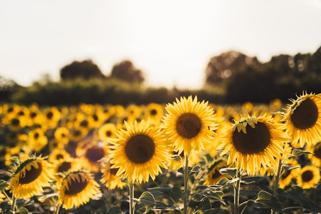 Gala Bunga Matahari Ciptaan Siapa. Foto hanya ilustrasi. Sumber foto: Unsplash/Jordan