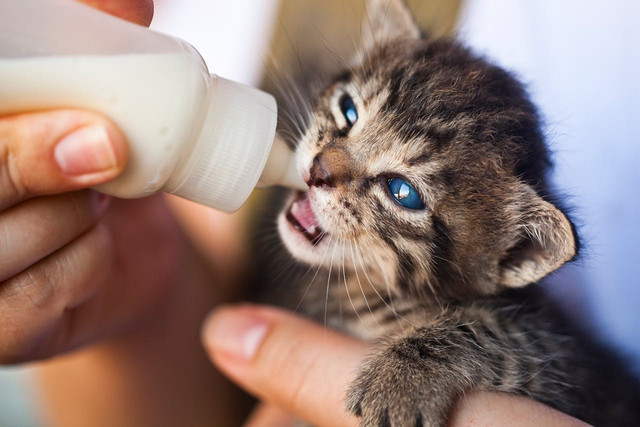 Ilustrasi susu untuk anak kucing. Foto: Pexels