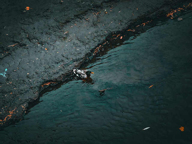 Ilustrasi apa yang harus dilakukan untuk menanggulangi tumpahan minyak di laut? Sumber: unplash.com/AlexAlbert.