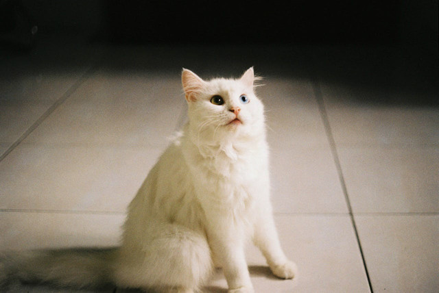 Ilustrasi anak kucing anggora. Foto: Pexels