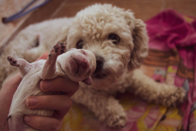 Ilustrasi penyebab anak anjing mati dalam kandungan. Foto: Pexels