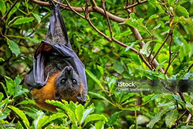 Sumber: fruit bats - iStock