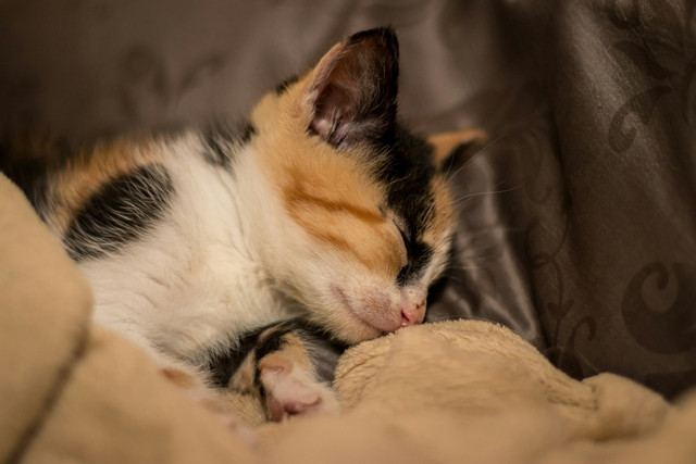 Ilustrasi anak kucing baru lahir. Foto: Unsplash
