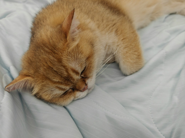 Ilustrasi anak kucing lemas. Foto: Unsplash