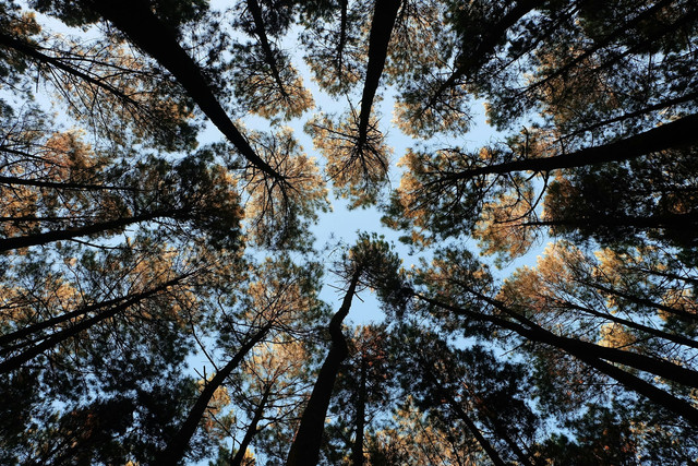 Tempat wisata mirip Korea di Indonesia. Foto hutan pinus di Imogiri, Yogyakarta. Sumber: Unsplash/Bangkit Ristant