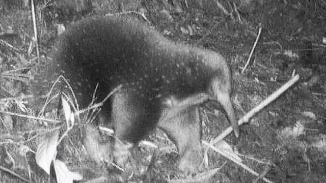 Nokdiak moncong panjang Attenborough (Zaglossus attenboroughi). Foto: Morib et al./NPJ Biodiversity