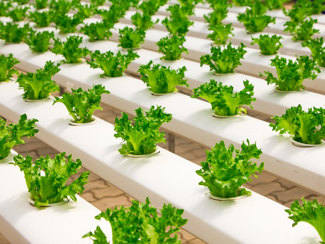 Ilustrasi cara menanam hidroponik sederhana. Sumber: pexels.com/JatuphonBuraphon.