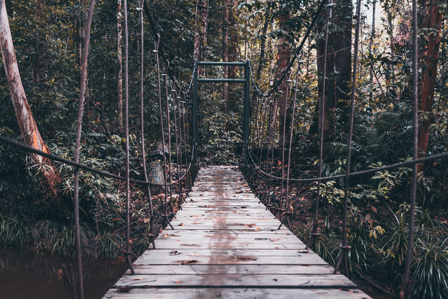 Hutan Taman Nasional Tesso Nillo. Foto: Shutterstock