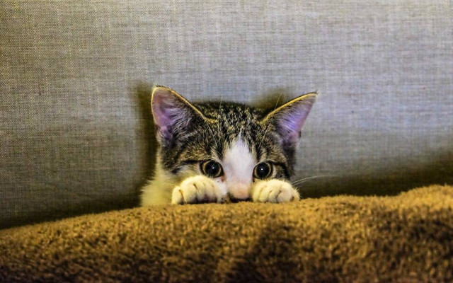 Ilustrasi Anak Kucing Sakit Mata. Foto: Francesco Ungaro/pexels.com