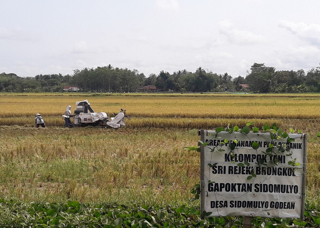 Proses panen gabah Gapoktan Sidomulyo, Godean, Sleman. Foto: Dok. Istimewa