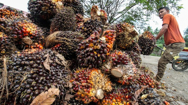 Pekerja mengumpulkan kelapa sawit. Foto: ANTARA FOTO/Rahmad (Sumber: https://blue.kumparan.com/image/upload/fl_progressive,fl_lossy,c_fill,f_auto,q_auto:best,w_640/v1635913744/yg7cxaaon6n8uk96zaf1.jpg)