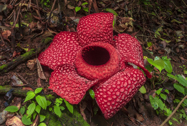 Ilustrasi cara bunga rafflesia berkembang biak - Sumber: pexels.com/@rahmadhimawan