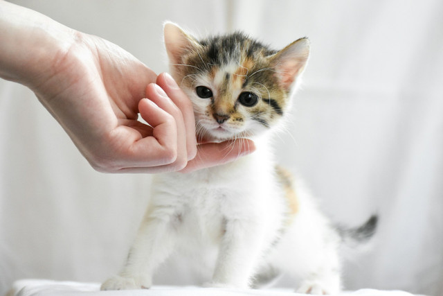 Ilustrasi anak kucing. Foto: Unsplash