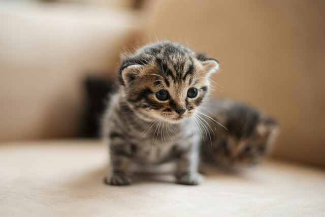 Ilustrasi anak kucing. Foto: Unsplash