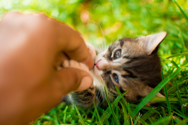 Ilustrasi cara memisahkan anak kucing dari induknya. Foto: Unsplash