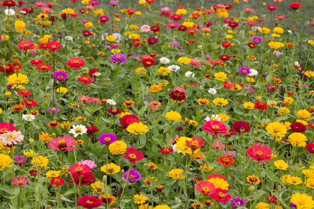 Ilustrasi Cara Merawat Bunga Zinnia, sumber gambar unsplash/Leslie Cross