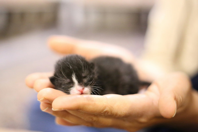Ilustrasi cara memindahkan anak kucing baru lahir. Foto: Unsplash 