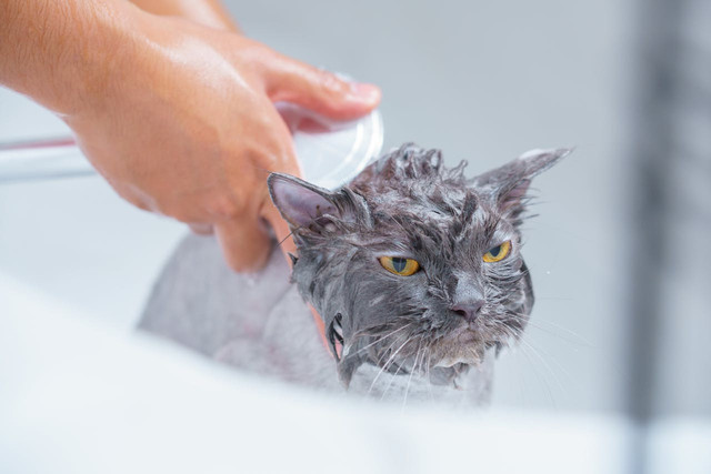 Ilustrasi memandikan anak kucing. Foto: Pexels