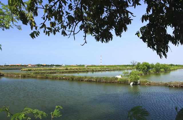 Ilustrasi tambak ikan di Pantura. Foto: Shutterstock