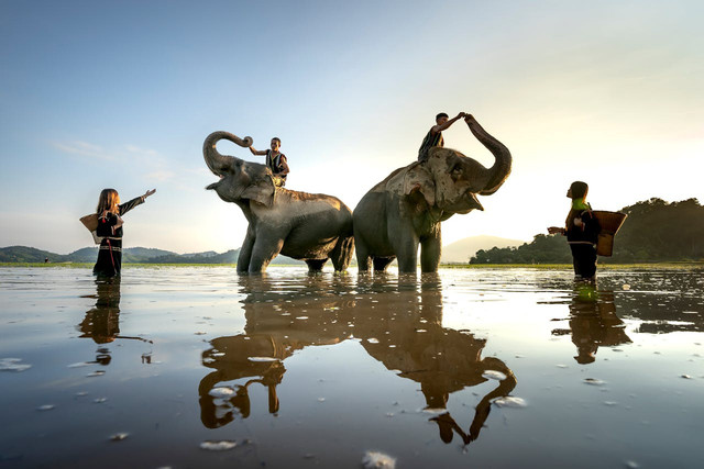 Apa itu mahout atau pawang gajah. Foto hanya ilustrasi, bukan yang sebenarnya. Sumber: Pexels/Quang Nguyen Vinh 