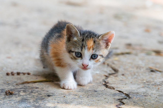 Ilustrasi anak kucing. Foto: Pexels