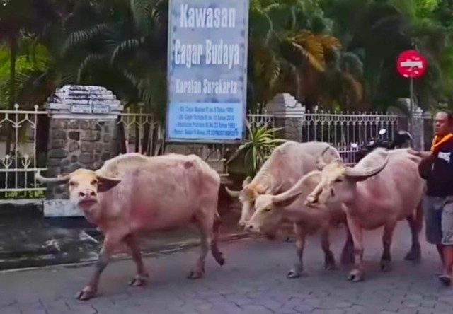 Gladi Kirab Kerbau Bule Mahesa Kyai Slamet (dok foto @pitutsaputra)