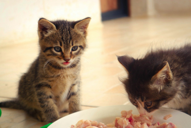 Ilustrasi snack untuk anak kucing. Foto: Unsplash