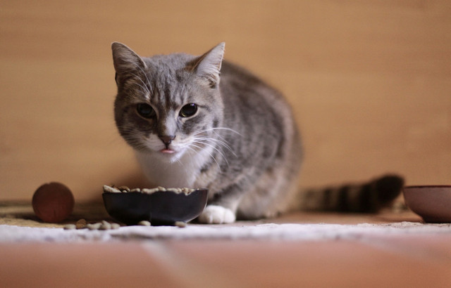 Ilustrasi cara memberi makan anak kucing. Foto: Unsplash