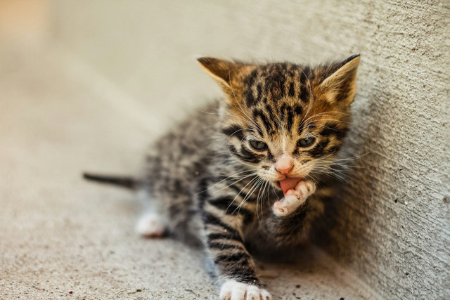 Ilustrasi anak kucing. Foto: Unsplash
