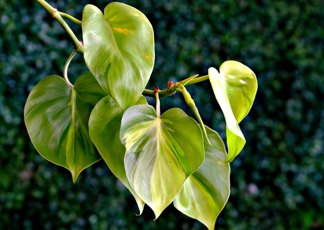 Jenis tanaman hias Philodendron. Sumber foto: Pixabay/ignartonosbg