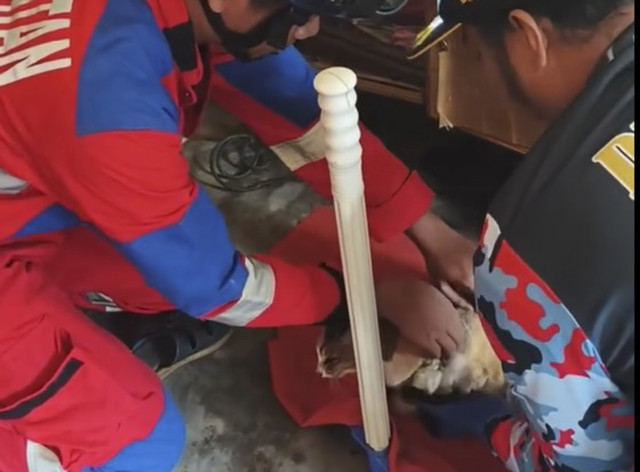 Petugas Damkar Mako Tenggarong mengevakuasi kucing yang kelelahan saat melahirkan dikarenakan anak kucing tidak bisa keluar utuh dalam waktu lama dari induknya. Foto: Instagram/ @damkarmatan_kukar