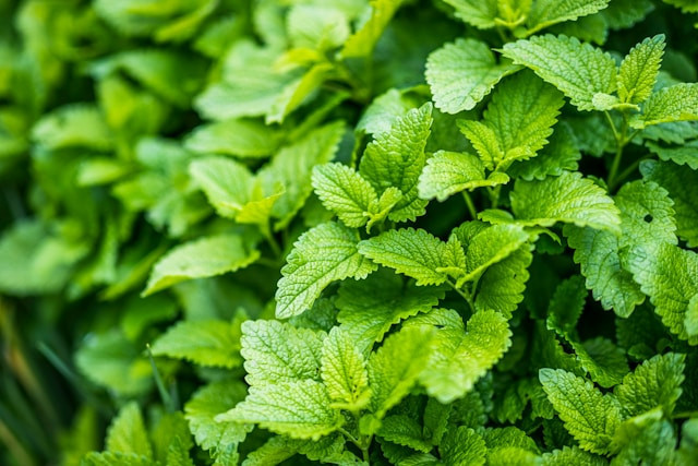 Cara Menanam Daun Mint Dengan Media Air. Foto hanya ilustrasi. Sumber foto: Unsplash/Victor Serban