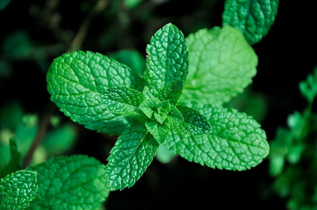 Ilustrasi cara menyimpan daun mint. Sumber: Pexels/Magdalena Nowak
