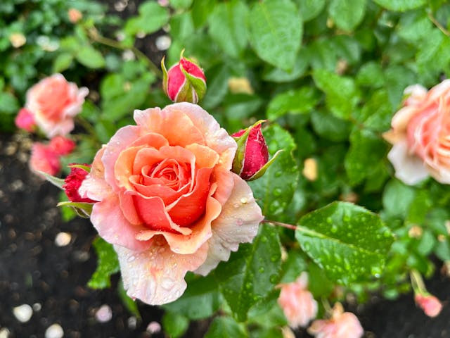 Ilustrasi Cara Stek Bunga Mawar Warna Warni. Sumber: Pexels/Relaxing Journeys