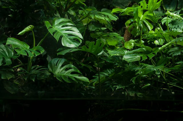 Terdapat perbedaan philodendron dan monstera. Foto hanya ilustrasi. Sumber: Pexels 